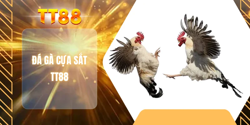 Đá gà cựa sắt TT88