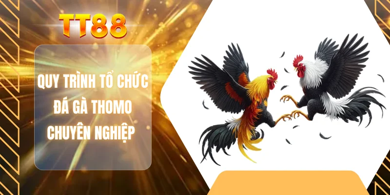 Quy trình tổ chức đá gà Thomo chuyên nghiệp